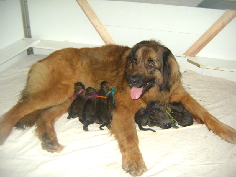 du Bois Des Bons Pères - Leonberger - Portée née le 27/03/2010