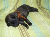 CHIOT orange