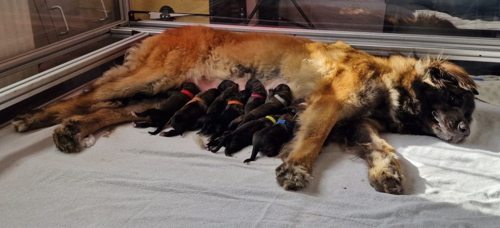 chiot Leonberger du Bois Des Bons Pères