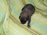 CHIOT collier bleu